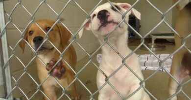 clear-the-shelters:-how-to-train-your-new-pet-–-nbc-6-south-florida