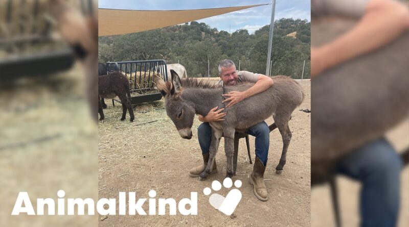 Former fashionista dedicates life to donkeys | Animalkind