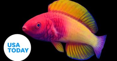 New rainbow-colored fish species discovered off Maldives coast | USA TODAY
