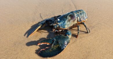 blue-lobster-found-on-cape-cod-beach-by-pennsylvania-vacationers-–-usa-today