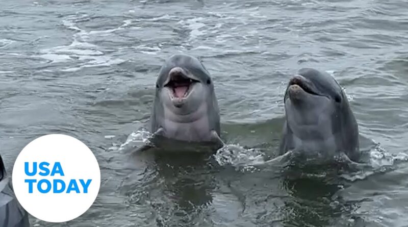 Dolphins playfully frolic, pop out of water behind boaters | USA TODAY